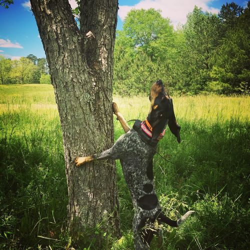 Our 1 yo Bluetick hound spent two weeks in board a