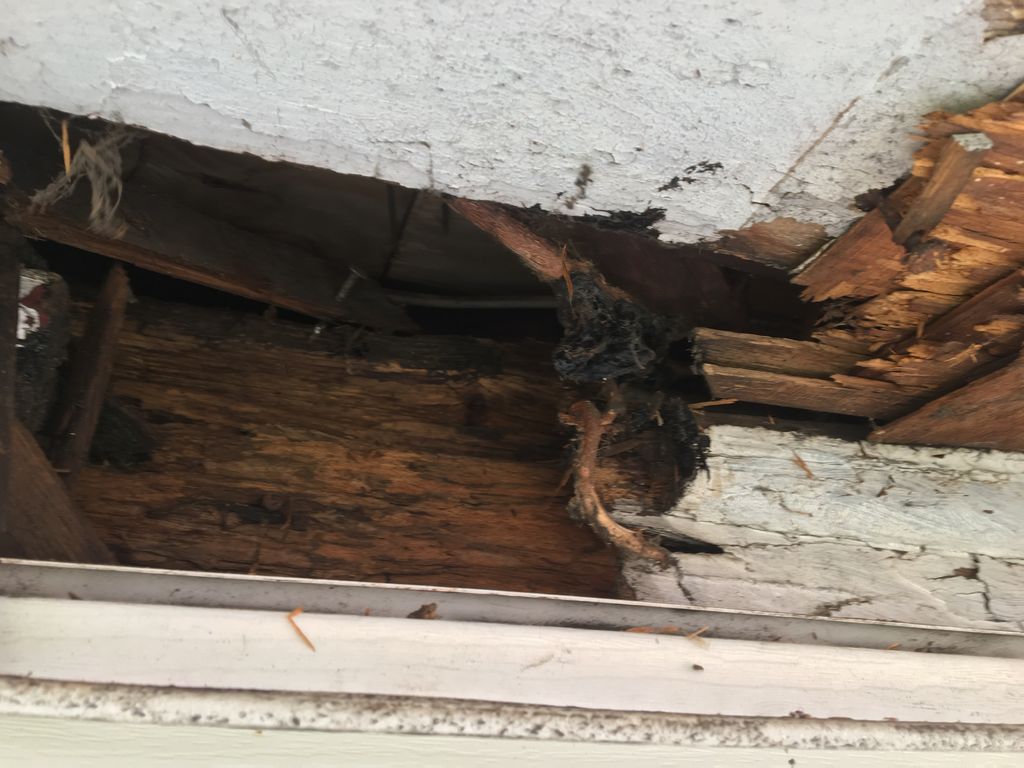 SQUIRREL DAMAGE