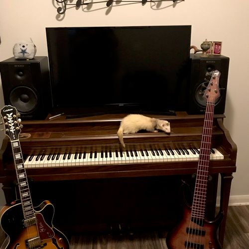 The Ferret plays piano, mostly avant- guard jazz.