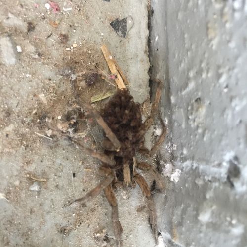 Wolf Spider with babies