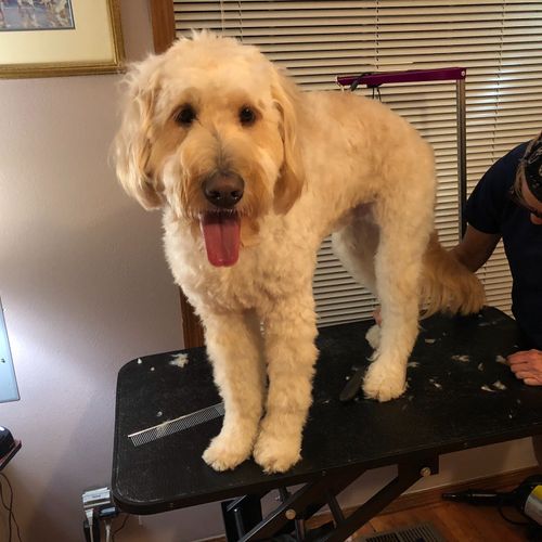 Patty does a great job grooming our dog Scout. She