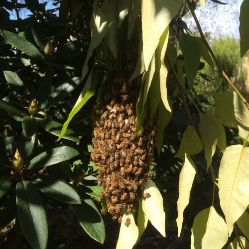 Honey Bees Loving Life! 