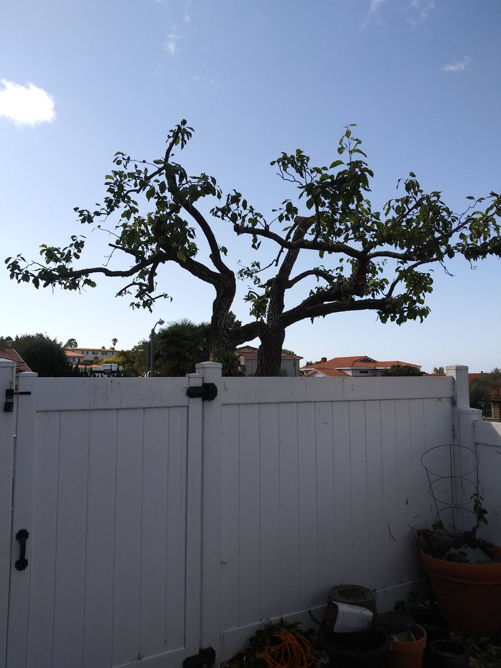 Ornamental pruning