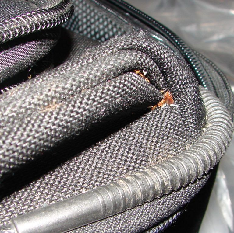 Bed Bug on Suitcase