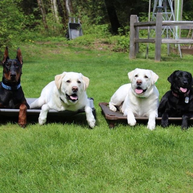 Nw Elite Dog Training Issaquah, WA Thumbtack