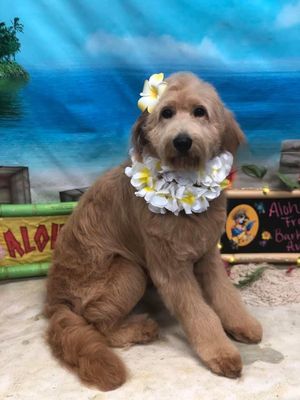 The 10 Best Mobile Dog Groomers in Saint Louis, MO 2020