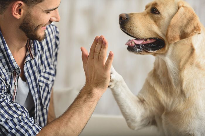 ANIMAL-ASSISTED MEDIATION