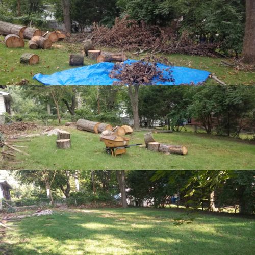 Tree Debris Removal 