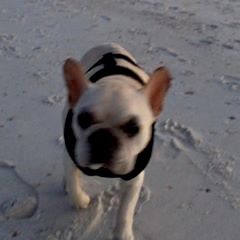 pro avatar