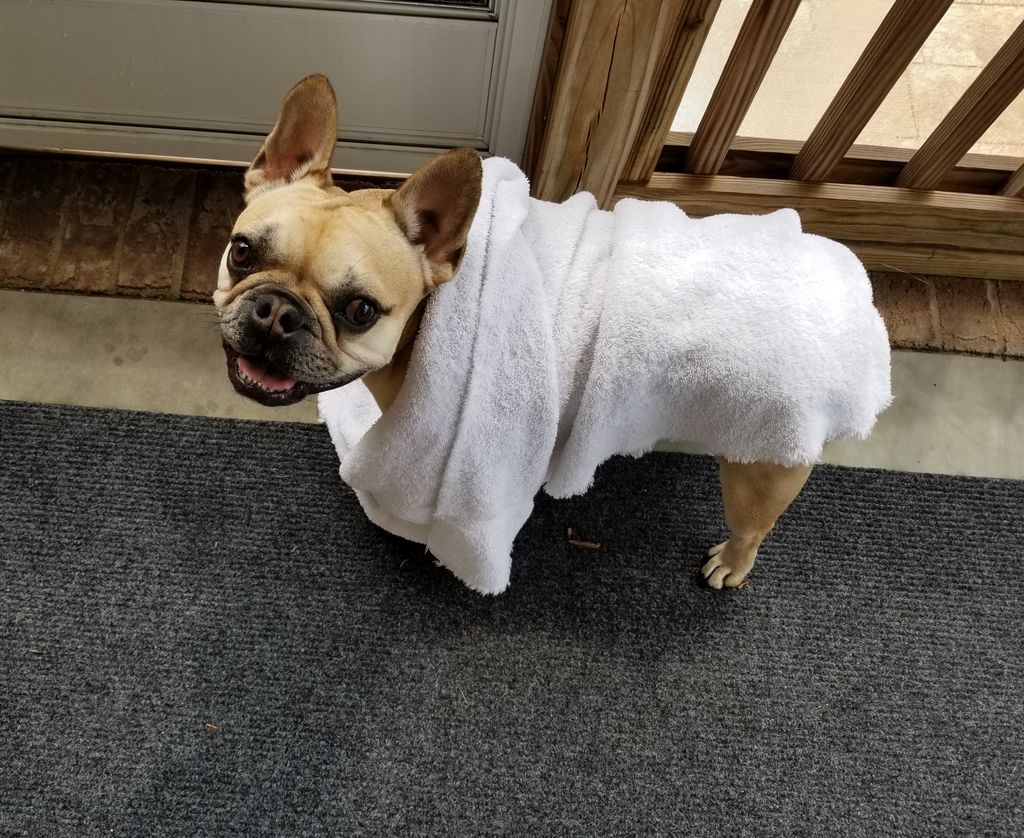 Sweet Oscar after a rainy morn.