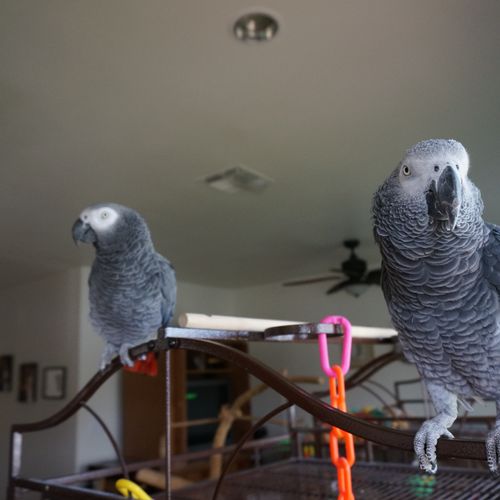 Elvis and Seńor, African Grey Parrots