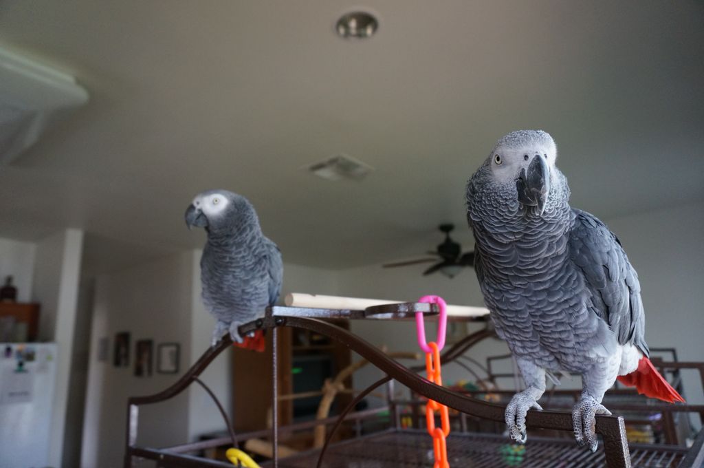 Elvis and Seńor, African Grey Parrots