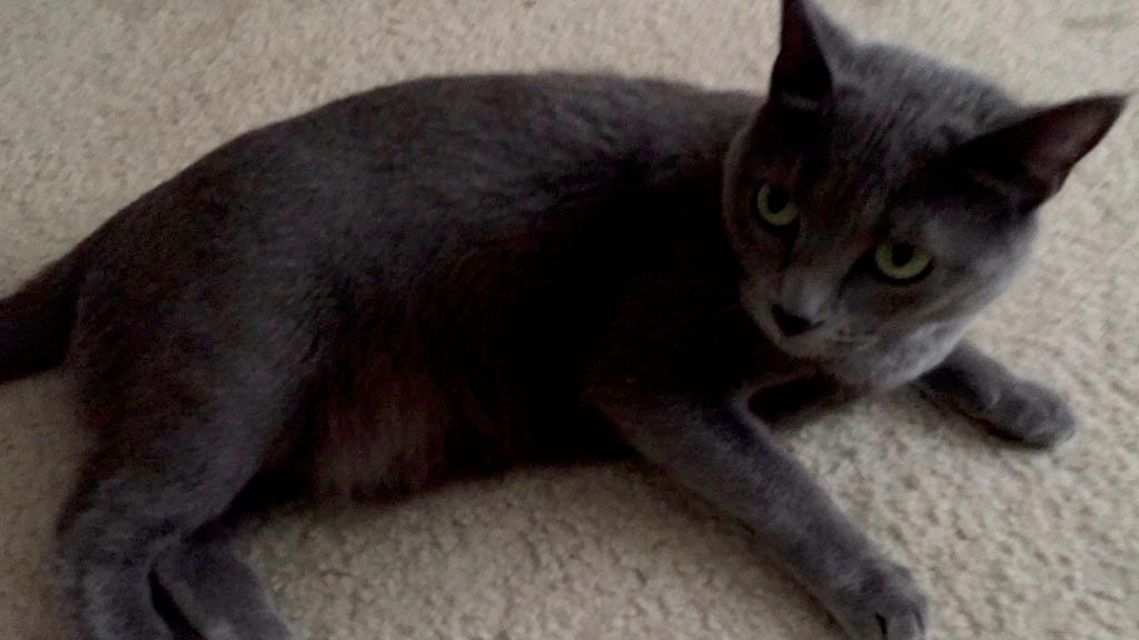 We love kitties (and other critters) too! 