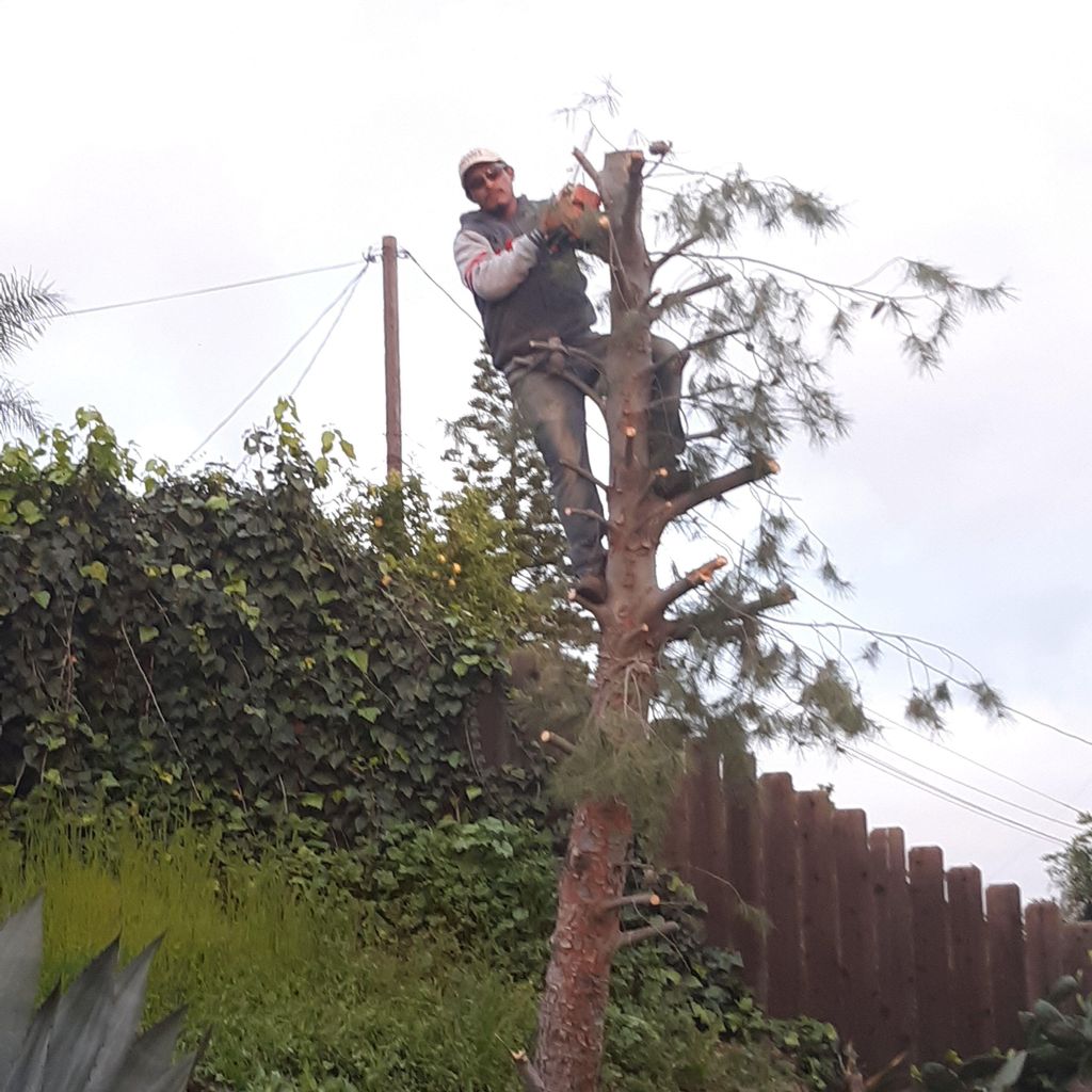 Jimenez Gardening