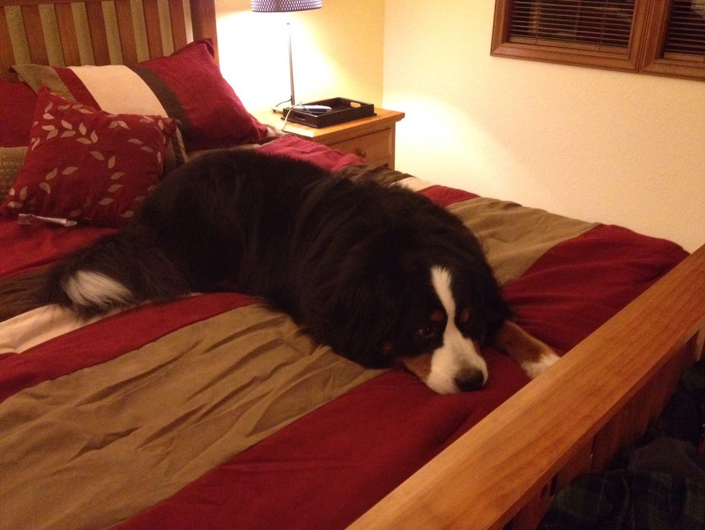 I work with large animals as well.