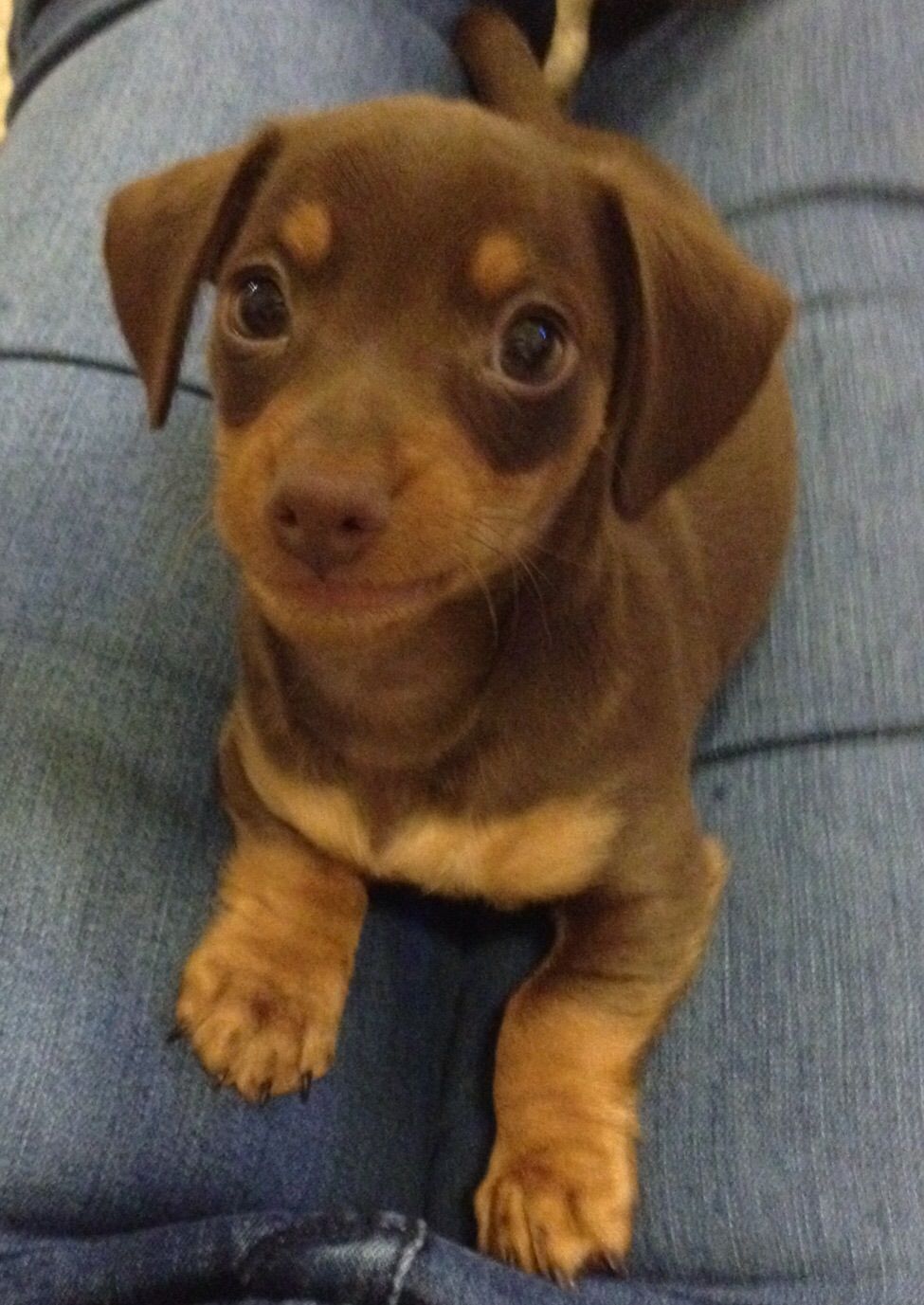 Another puppy.  I love working with puppies and he
