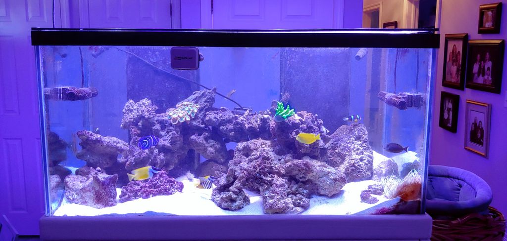 Aquarium Services