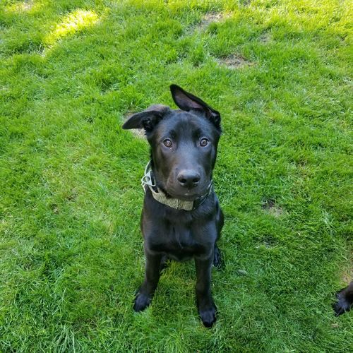 Nw Elite Dog Training Issaquah, WA Thumbtack