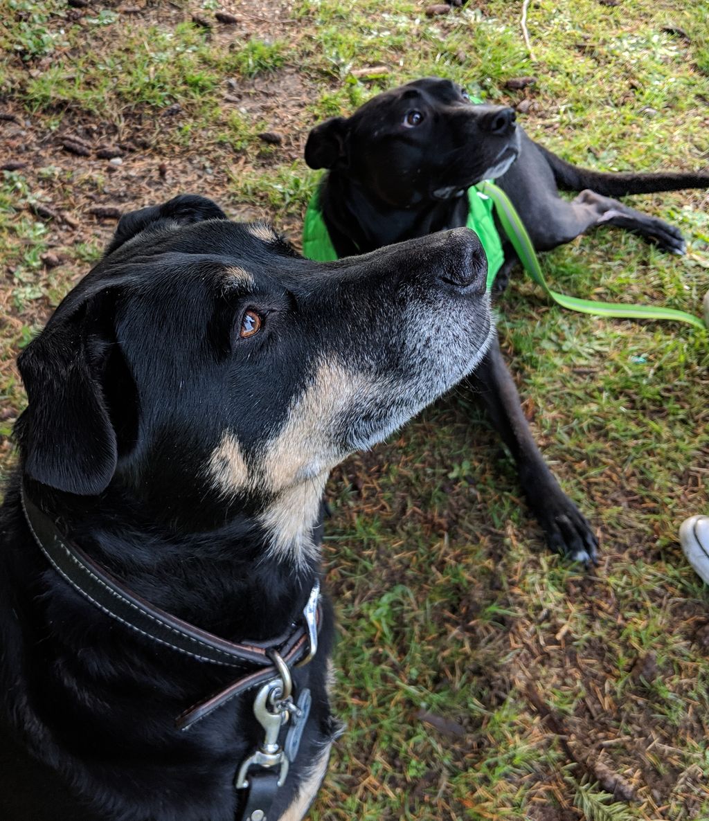 Rocky Jr helped Lando recover from dog reactivity 