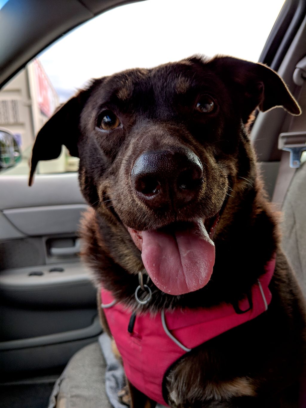 Shelter dog Nila had serious aggression issues.  I