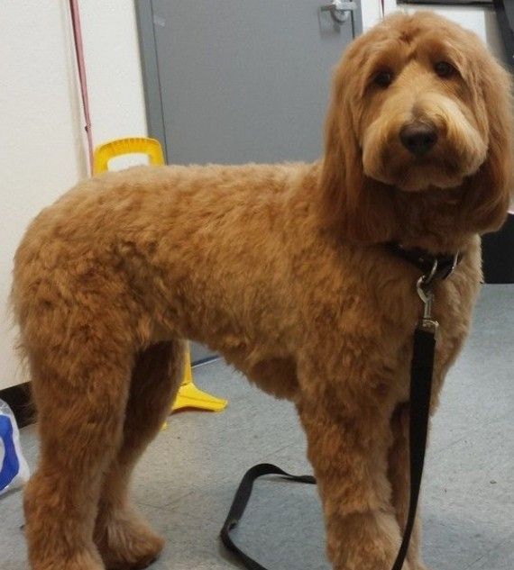 Goldendoodle