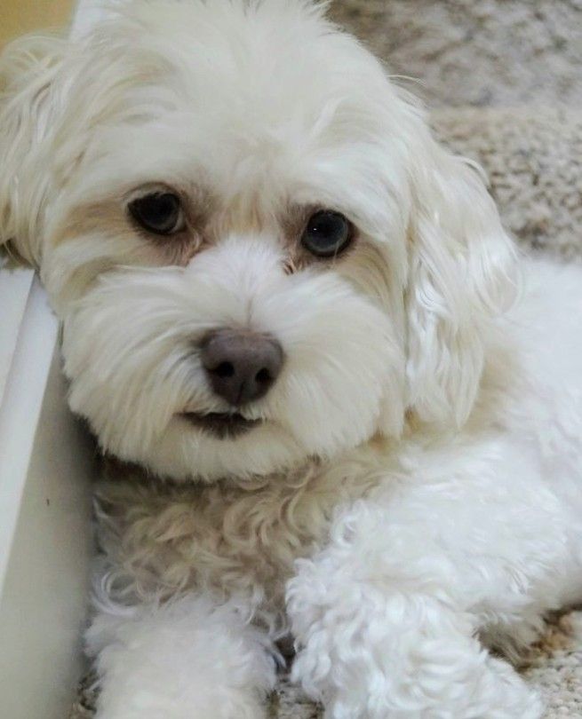 Bichon