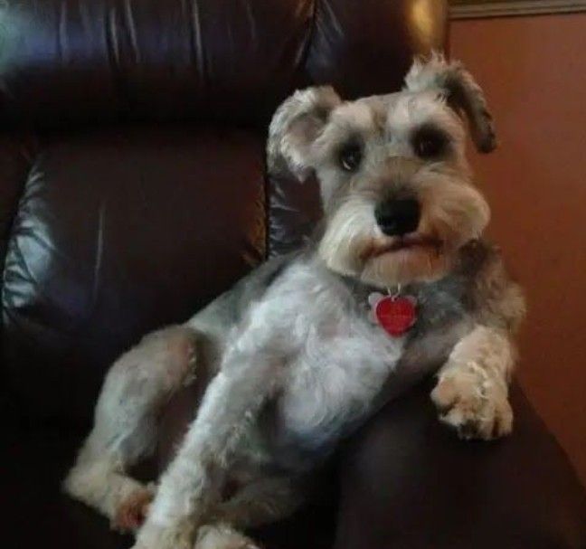 Miniature Schnauzer 