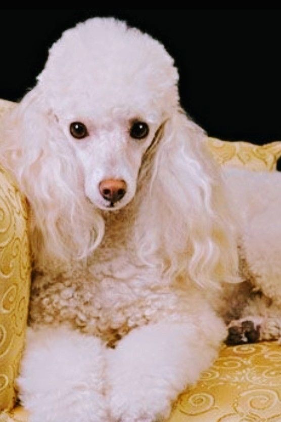 Standard Poodle