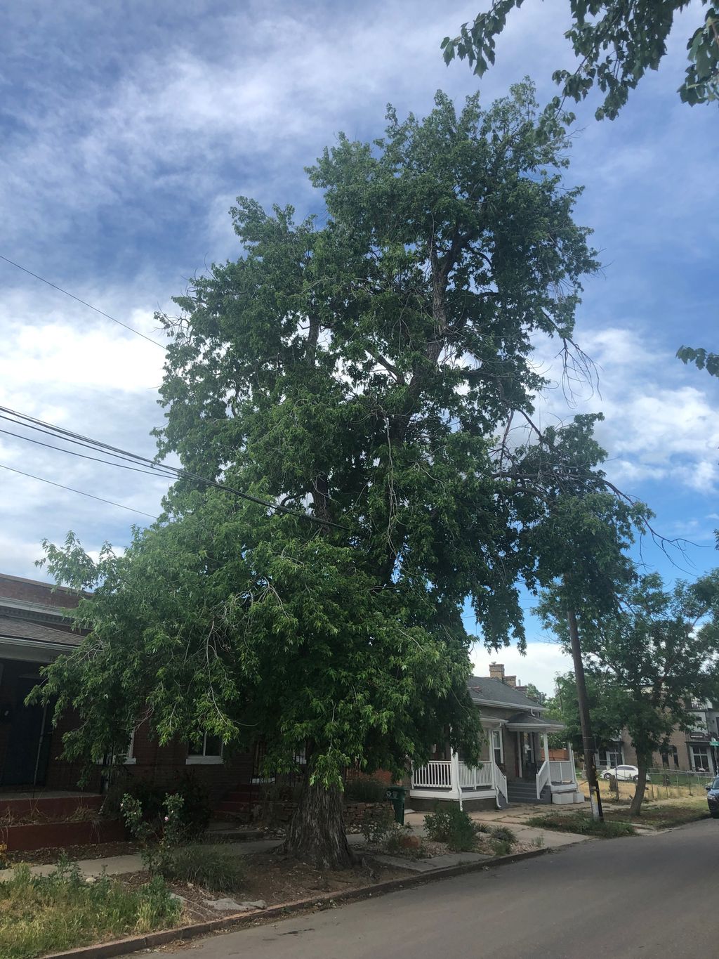 Tree Trimming and Removal