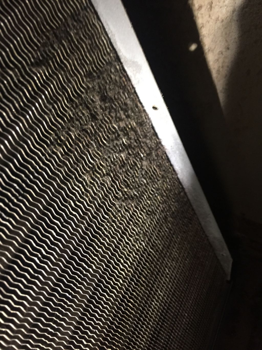 mold spores 