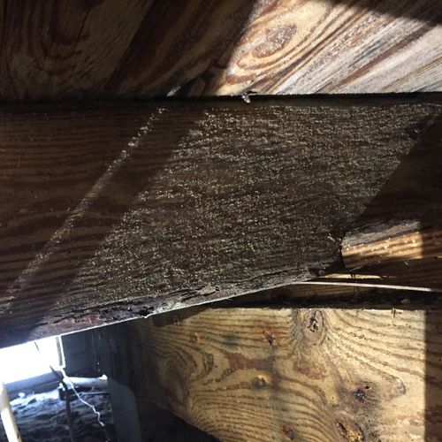 mold in the crawl space