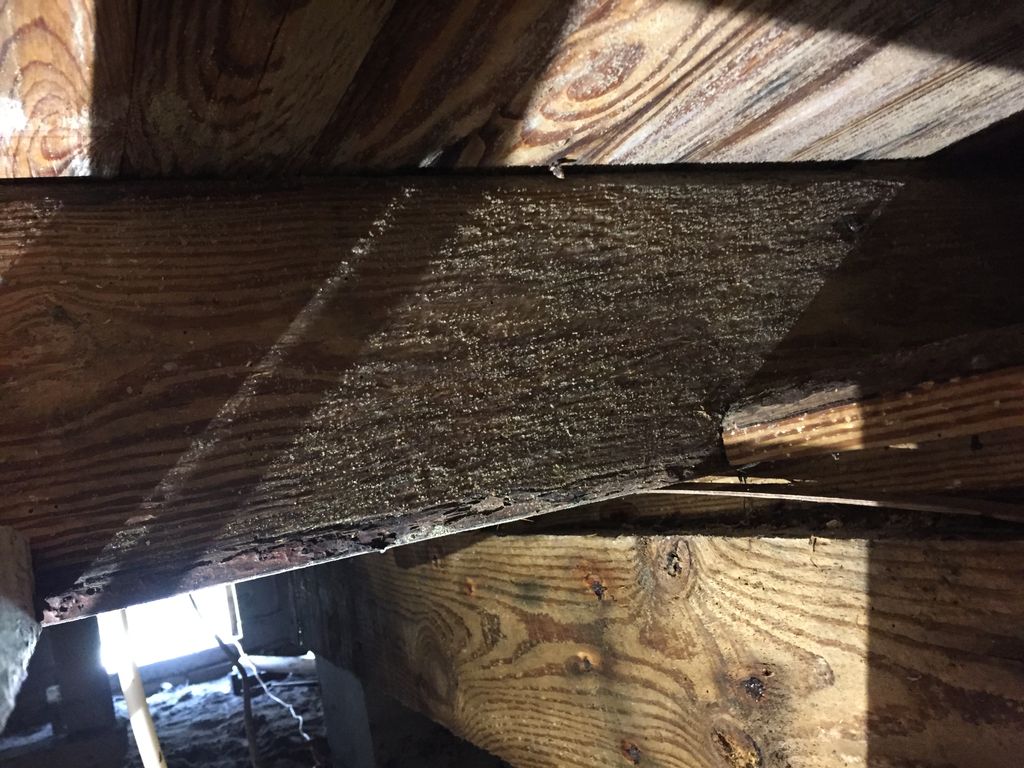 mold in the crawl space