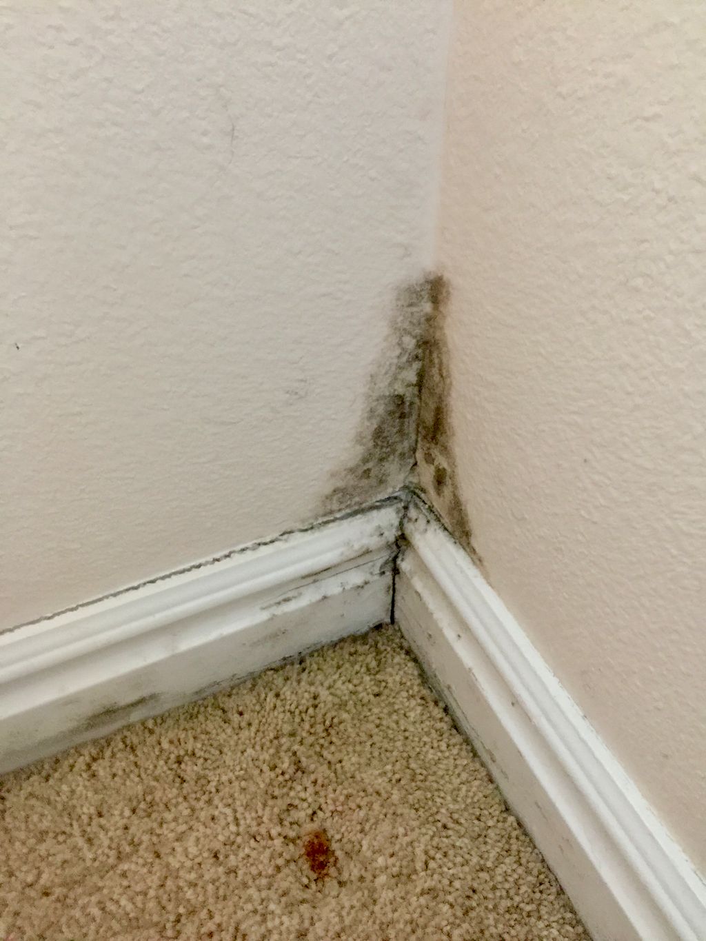 Mold in the Corner