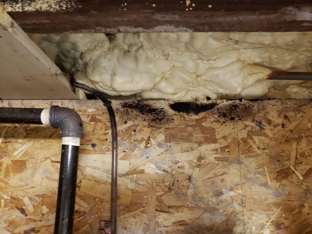 Mice leave rub marks from trails they regularly ta