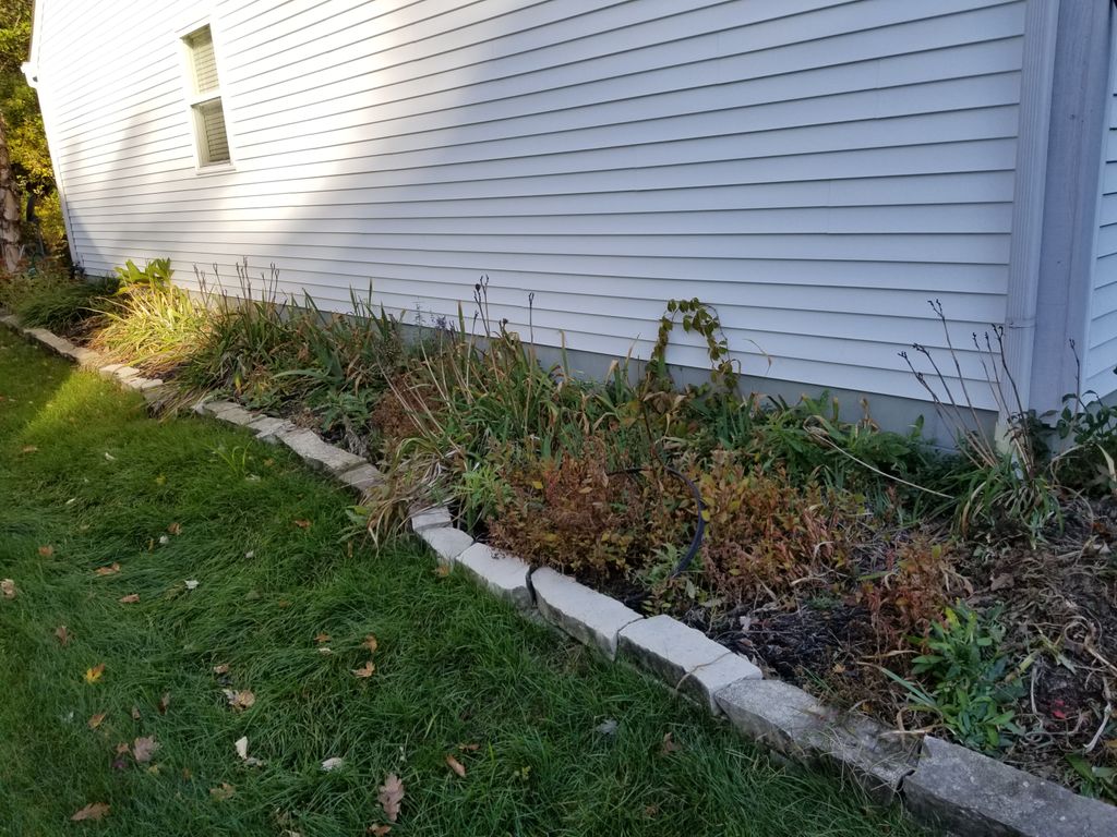 Flowerbed overgrown and neglected.