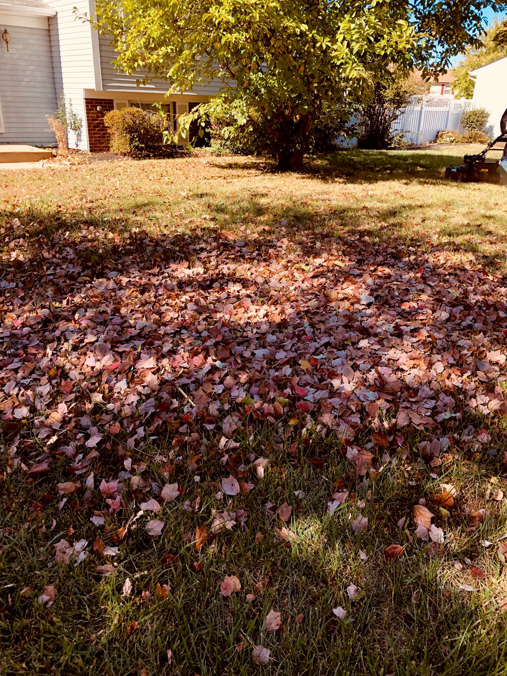 Full Service Lawn Care