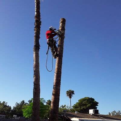 Avatar for Ops tree & lawn care pro