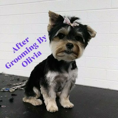 The 10 Best Mobile Dog Groomers In Gilbert Az With Free Estimates