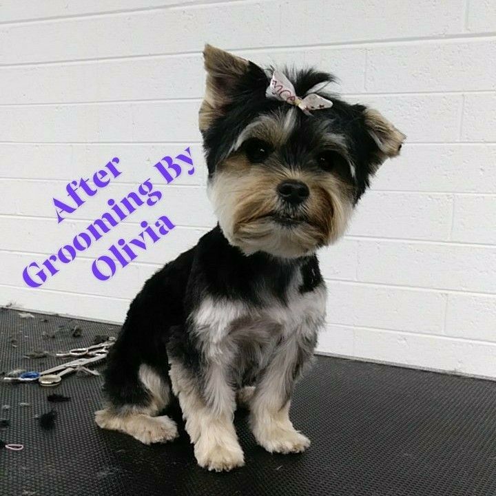  Dog Grooming Mesa Az of the decade The ultimate guide 