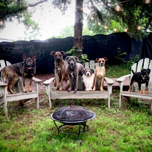 Hannah's Six Dogs in Her Backyard