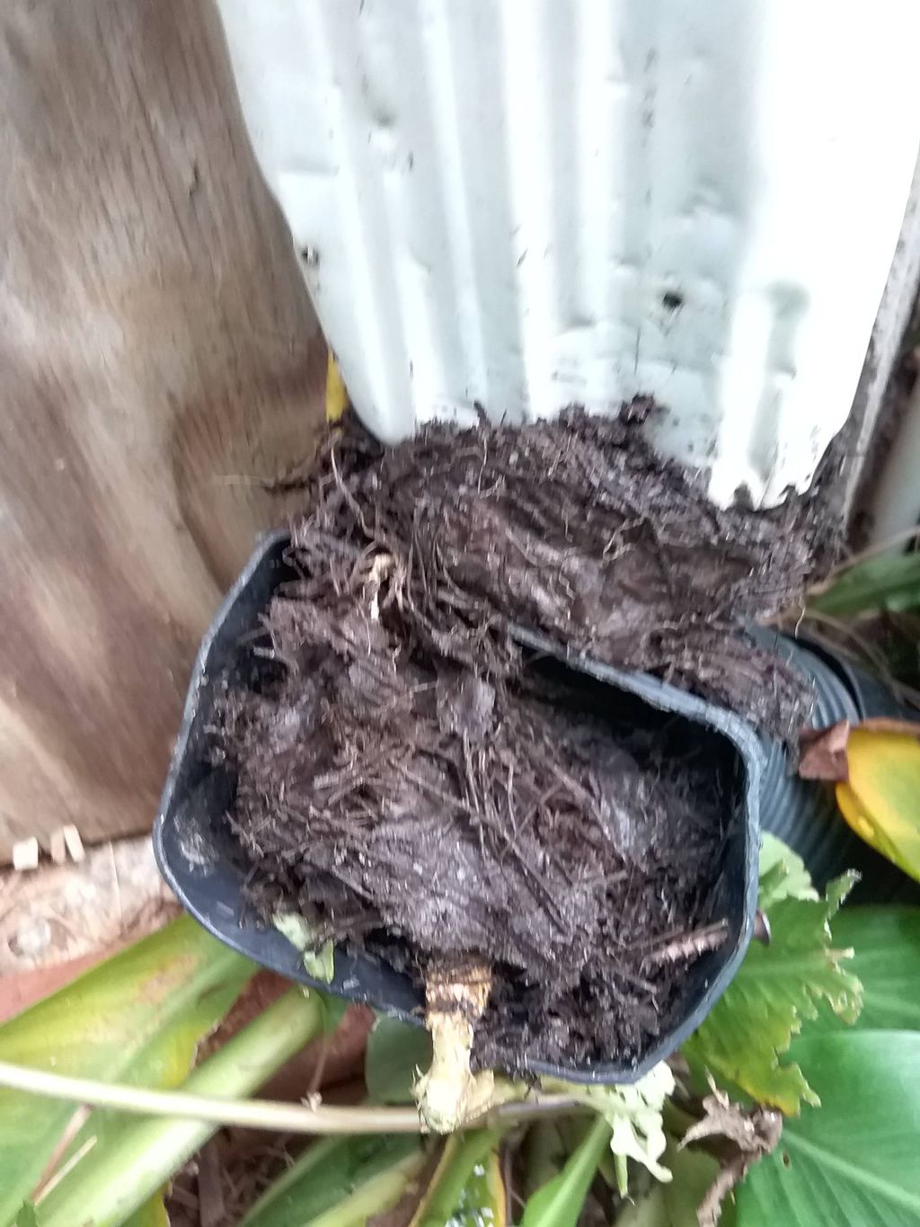 We flush all downspouts when we clean gutters to m