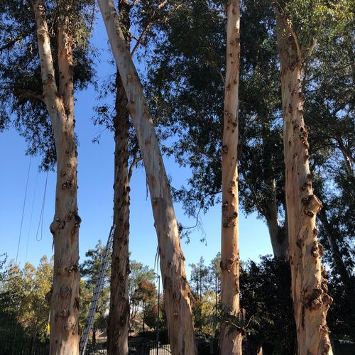 I got my 5 eucalyptus trees pruned by RH. Overall,