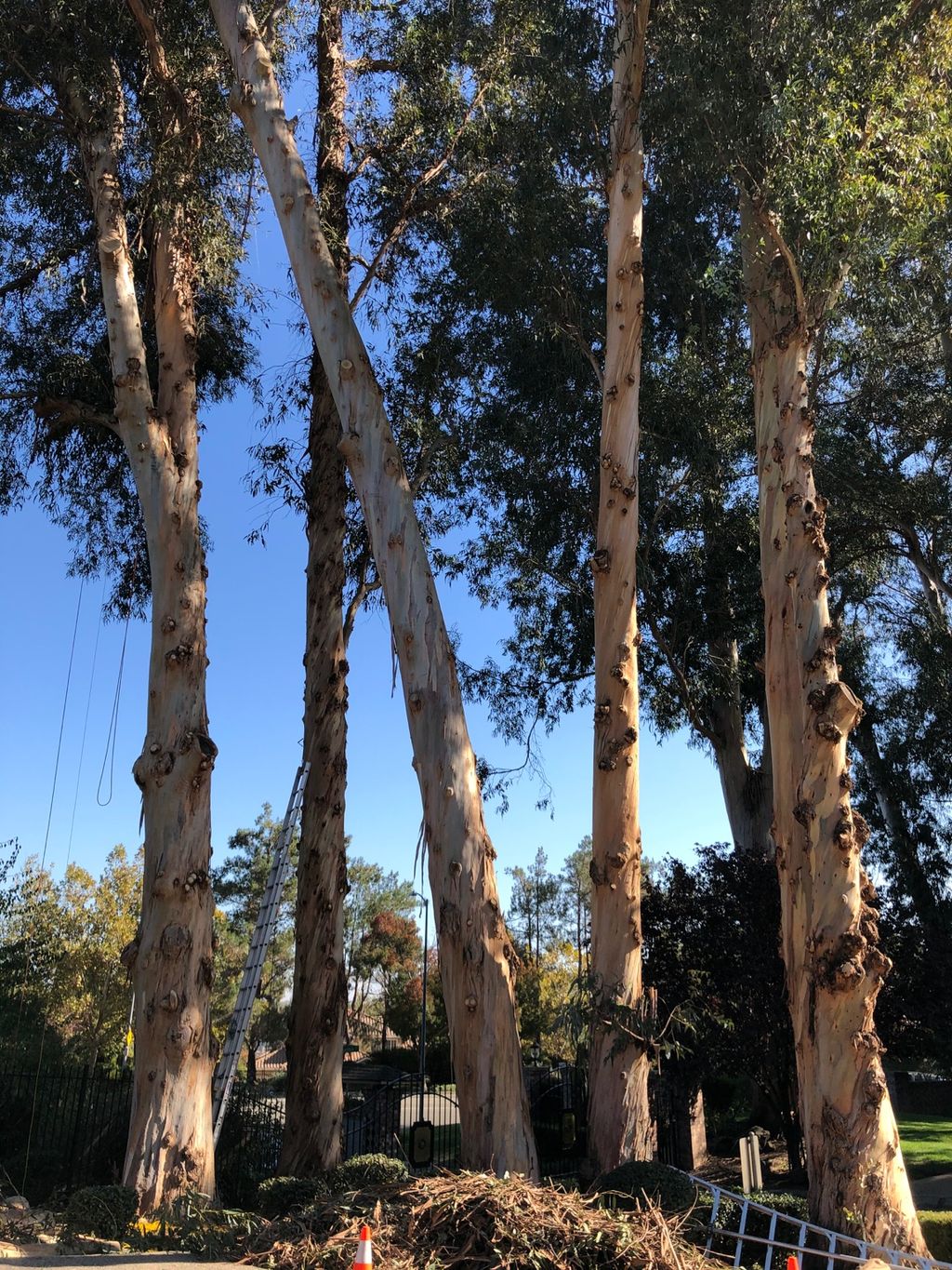 I got my 5 eucalyptus trees pruned by RH. Overall,