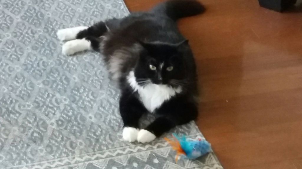 My twin Melbourne client 