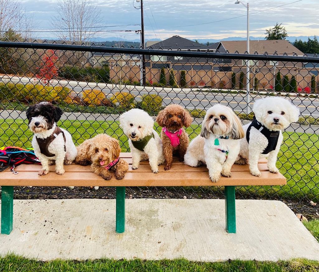 Tiny Tails Club