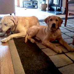 Dave's Dogs