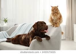Most of our cleaning requests are related to pets.