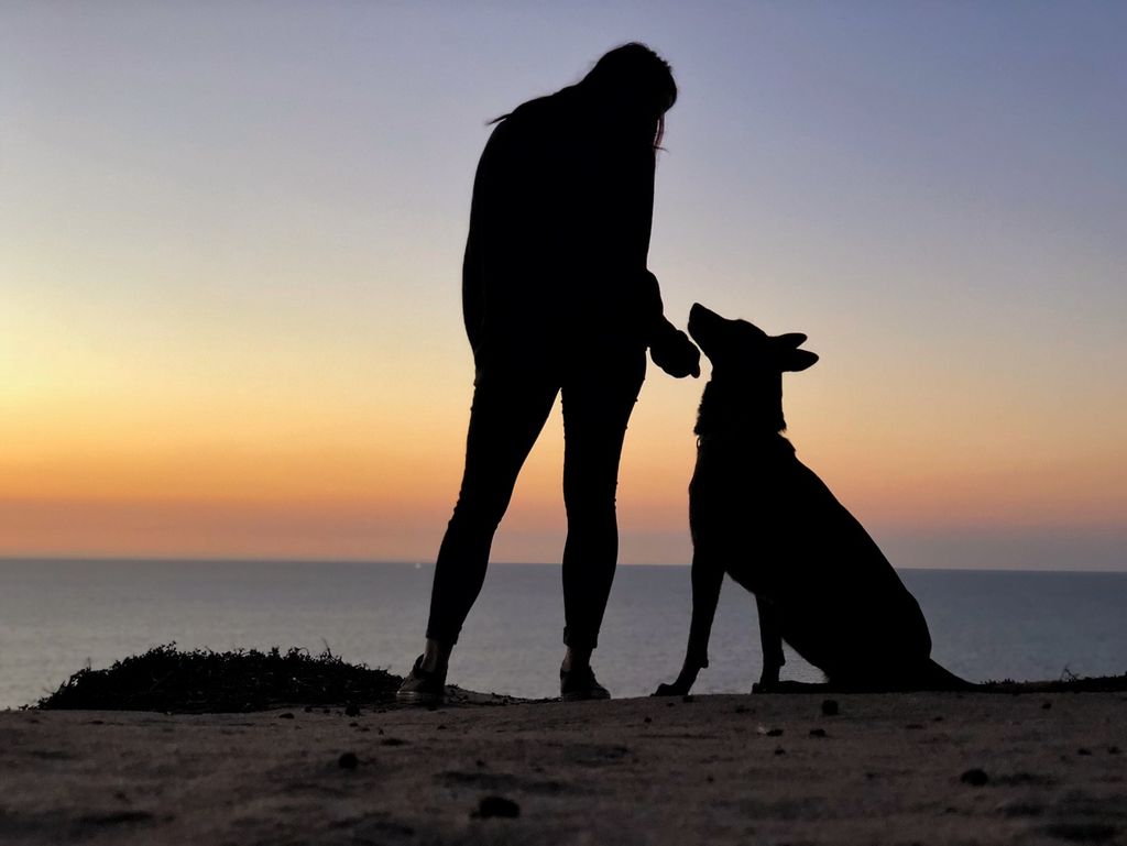 About Fort Myers Dog Training