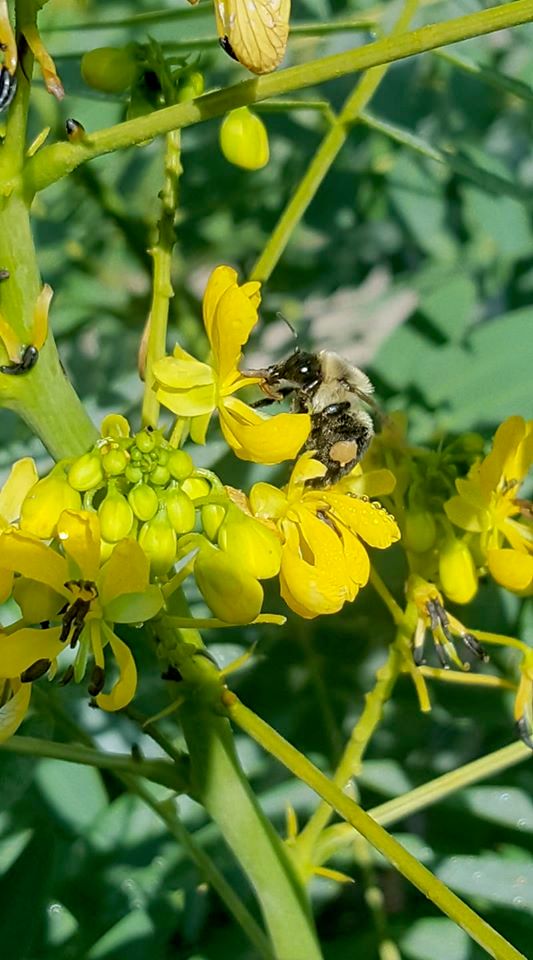 Bumble Bee on Wild Senna, Senna hebecarpa