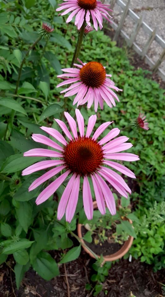 Narrow-leaved Purple Coneflower, Echinacea augusti